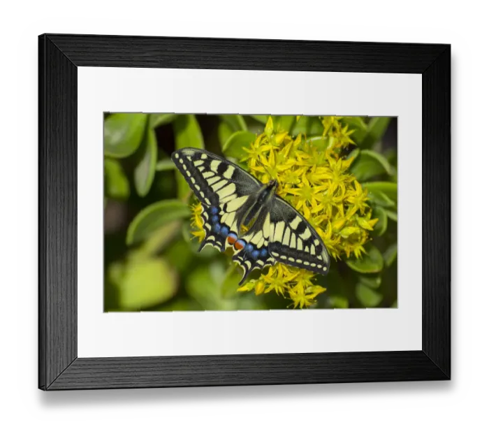 Framed Print : Swallowtail butterfly (Papilio machaon gorganus) Catalonia, Spain April Framed Print : Swallowtail butterfly (Papilio machaon gorganus) Catalonia, Spain April
