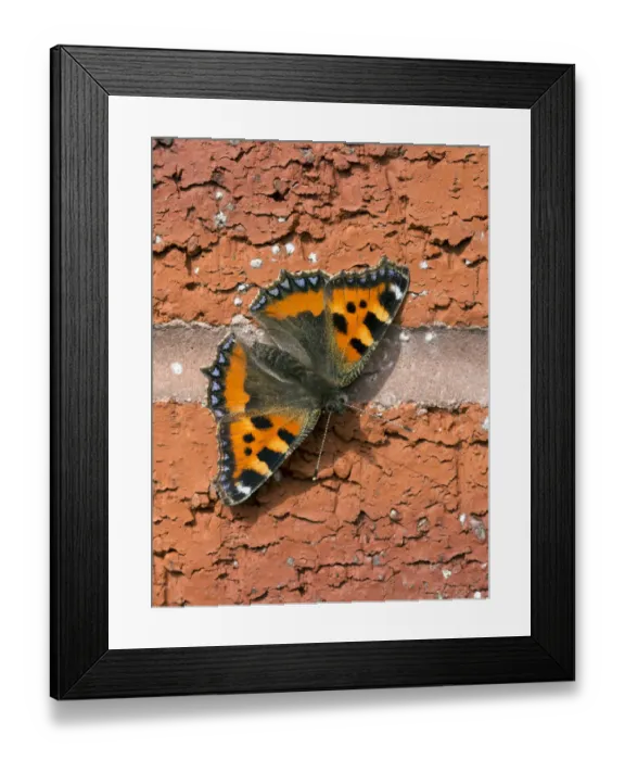 Framed Print : Small tortoiseshell butterfly (Aglais urticae) Wiltshire, UK September Framed Print : Small tortoiseshell butterfly (Aglais urticae) Wiltshire, UK September