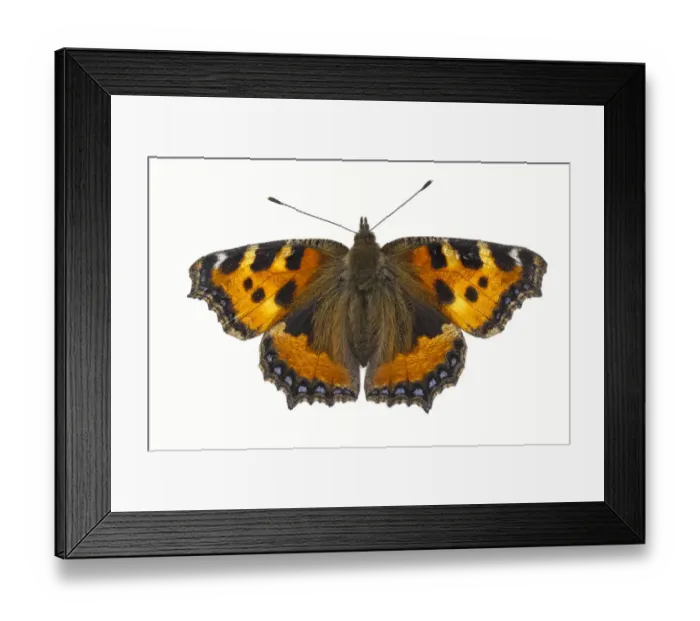 Framed Print : Small tortoiseshell butterfly (Aglais urticae), Lorsch, Hessen, Germany. June. Meetyourneighbours Framed Print : Small tortoiseshell butterfly (Aglais urticae), Lorsch, Hessen, Germany. June. Meetyourneighbours