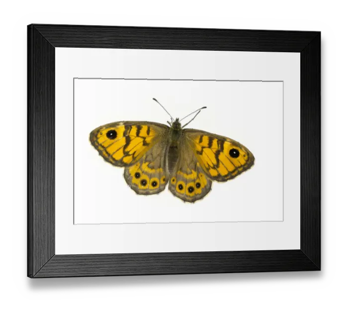 Framed Print : Wall brown butterfly (Lasiommata megera), Lorsch, Hessen, Germany. June. Meetyourneighbours