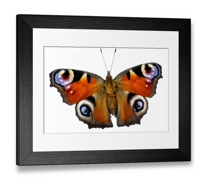 Framed Print : Peacock butterfly (Inachis io), Lorsch, Hessen, Germany. Meetyourneighbours. net project Framed Print : Peacock butterfly (Inachis io), Lorsch, Hessen, Germany. Meetyourneighbours. net project