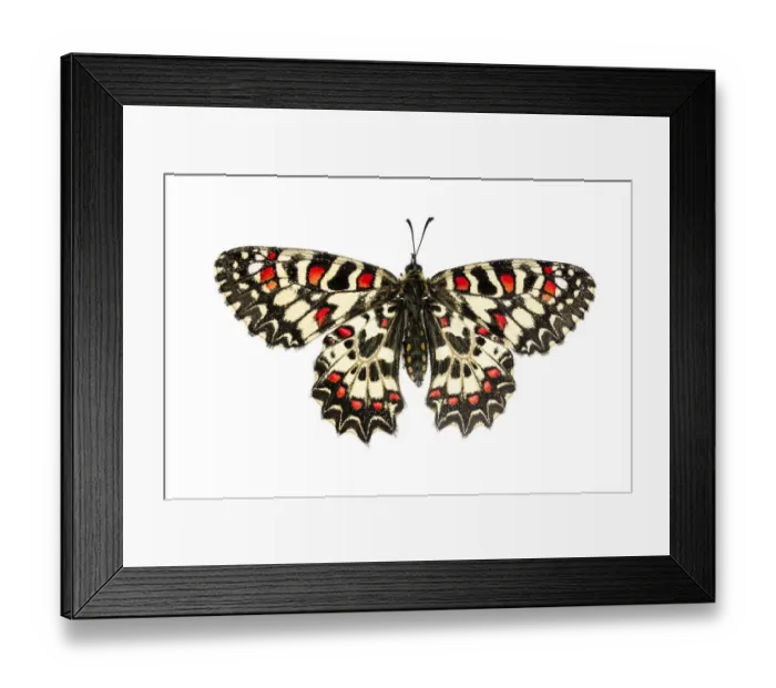 Framed Print : Spanish festoon butterfly (Zerynthia rumina), Lorsch, Hessen, Germany. Meetyourneighbours Framed Print : Spanish festoon butterfly (Zerynthia rumina), Lorsch, Hessen, Germany. Meetyourneighbours