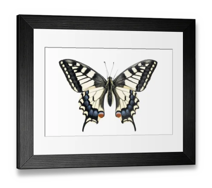 Framed Print : Common swallowtail butterfly (Papilio machaon), Lorsch, Hessen, Germany. Meetyourneighbours Framed Print : Common swallowtail butterfly (Papilio machaon), Lorsch, Hessen, Germany. Meetyourneighbours