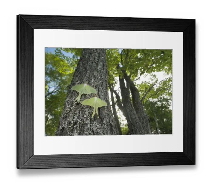 Framed Print : Luna moths (Actias luna) New Brunswick, Canada, June Framed Print : Luna moths (Actias luna) New Brunswick, Canada, June