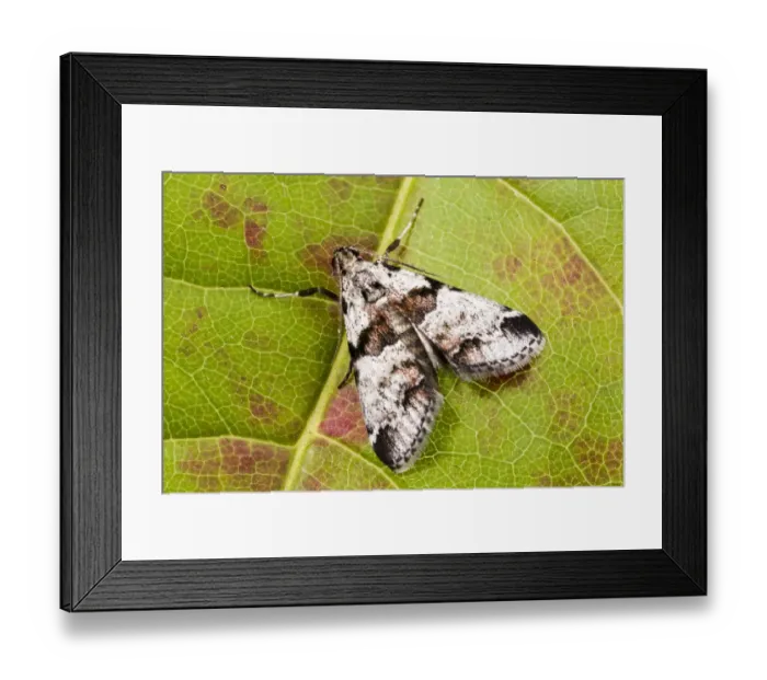 Framed Print : Watsons tallula moth (Tallula watsoni), Tuscaloosa County, Alabama, USA September Framed Print : Watsons tallula moth (Tallula watsoni), Tuscaloosa County, Alabama, USA September