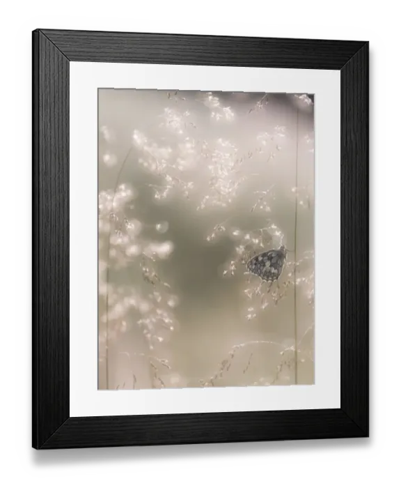 Framed Print : RF - Marbled White butterfly (Melanargia galathea) resting on dew covered grasses Framed Print : RF - Marbled White butterfly (Melanargia galathea) resting on dew covered grasses