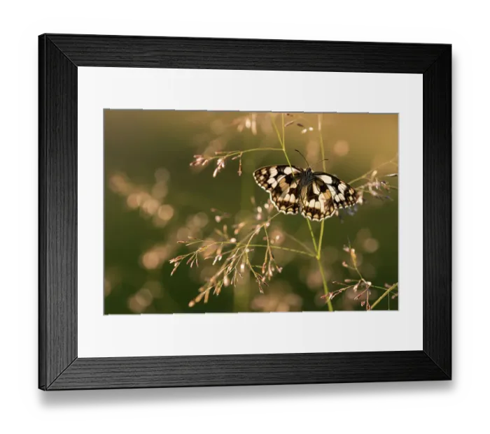 Framed Print : Marbled White butterfly (Melanargia galathea) basking on a grass stem, Dunsdon Nature Reserve, Devon, England, UK. July Framed Print : Marbled White butterfly (Melanargia galathea) basking on a grass stem, Dunsdon Nature Reserve, Devon, England, UK. July