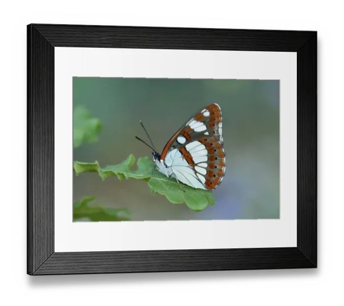 Framed Print : Southern white admiral butterfly (Limenitis reducta) North of Lorgues, Provence Framed Print : Southern white admiral butterfly (Limenitis reducta) North of Lorgues, Provence