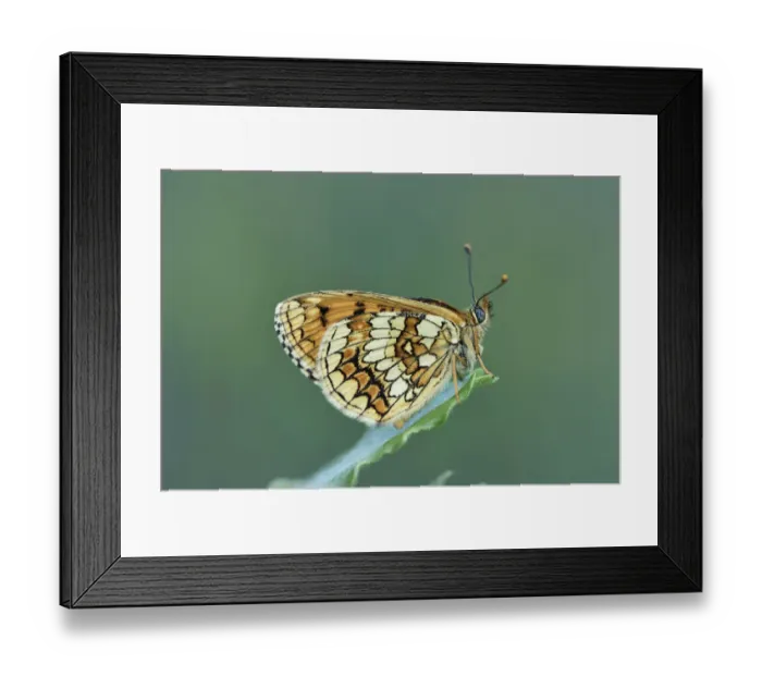 Framed Print : Meadow fritillary (Melitaea parthenoides) Riou de Meaulx, Provence, southern France, May Framed Print : Meadow fritillary (Melitaea parthenoides) Riou de Meaulx, Provence, southern France, May