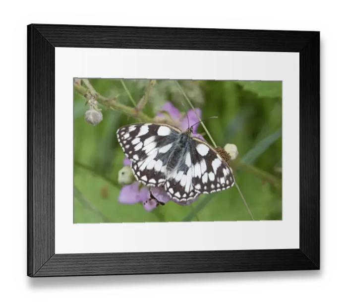 Framed Print : Marbled white butterfly (Melanargia galathea) Brockley Cemetery, Lewisham, London Framed Print : Marbled white butterfly (Melanargia galathea) Brockley Cemetery, Lewisham, London