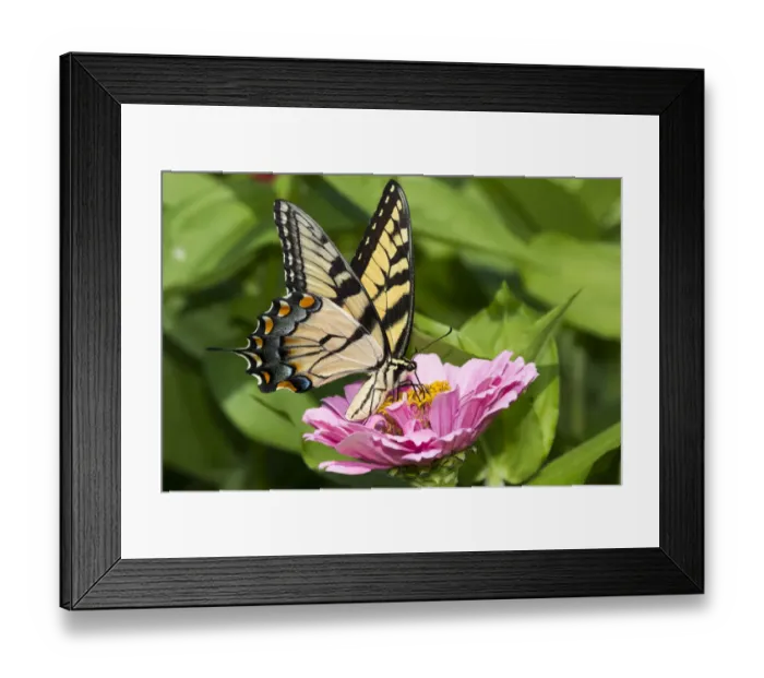 Framed Print : RF - Eastern tiger swallowtail butterfly (Papilio glaucus) nectaring on Zinnia in farm garden Framed Print : RF - Eastern tiger swallowtail butterfly (Papilio glaucus) nectaring on Zinnia in farm garden
