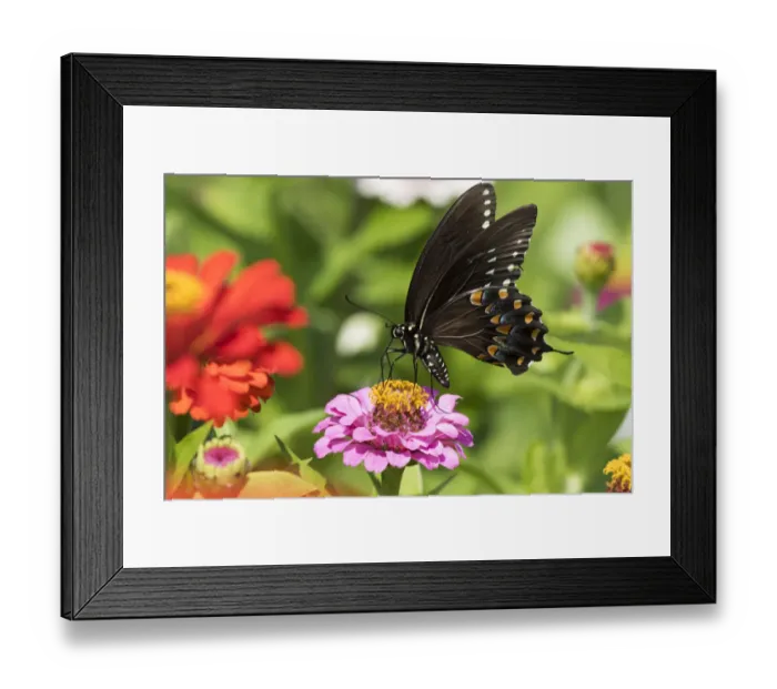 Framed Print : RF - Spicebush swallowtail butterfly (Papilio troilus) nectaring on Zinnia in farm garden Framed Print : RF - Spicebush swallowtail butterfly (Papilio troilus) nectaring on Zinnia in farm garden