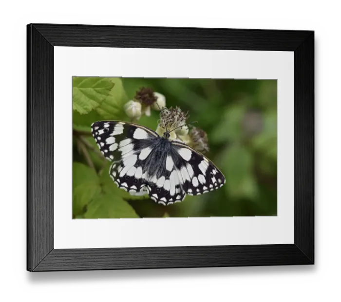 Framed Print : Marbled white butterfly (Melanargia galathea) Male feeding on Bramble flower, Oxfordshire Framed Print : Marbled white butterfly (Melanargia galathea) Male feeding on Bramble flower, Oxfordshire