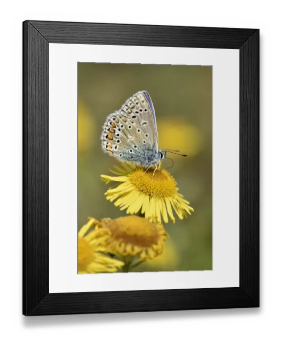 Framed Print : Common blue butterfly (Polyommatus icarus) Feeding from Fleabane flower, Oxfordshire Framed Print : Common blue butterfly (Polyommatus icarus) Feeding from Fleabane flower, Oxfordshire