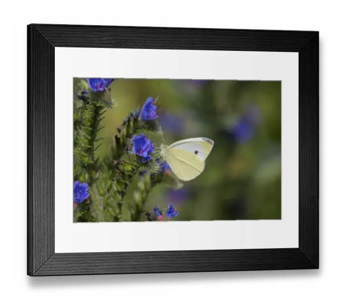Framed Print : Small white butterfly (Pieris rapae) on vipers bugloss (Echium vulgare). Kent, UK Framed Print : Small white butterfly (Pieris rapae) on vipers bugloss (Echium vulgare). Kent, UK