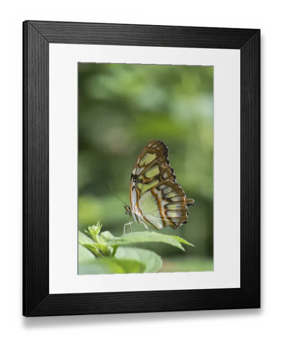 Framed Print : Malachite butterfly (Siproeta stelenes) captive in Butterfly House, Devon, UK Framed Print : Malachite butterfly (Siproeta stelenes) captive in Butterfly House, Devon, UK