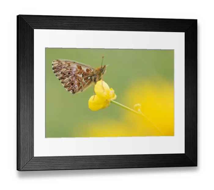 Framed Print : RF - Titanias fritillary butterfly (Boloria titania) on buttercup, Aosta Valley Framed Print : RF - Titanias fritillary butterfly (Boloria titania) on buttercup, Aosta Valley