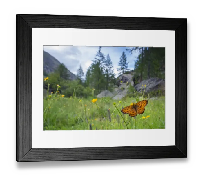 Framed Print : RF - Titanias fritillary butterfly (Boloria titania) in mountain alpine meadow habitat Framed Print : RF - Titanias fritillary butterfly (Boloria titania) in mountain alpine meadow habitat