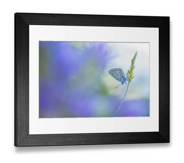 Framed Print : RF - Eschers blue butterfly (Polyommatus escheri) on grass, with soft focus blue flowers Framed Print : RF - Eschers blue butterfly (Polyommatus escheri) on grass, with soft focus blue flowers