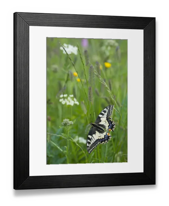 Framed Print : RF - Common swallowtail butterfly (Papilio machaon) Aosta Valley, Gran Paradiso National Park Framed Print : RF - Common swallowtail butterfly (Papilio machaon) Aosta Valley, Gran Paradiso National Park