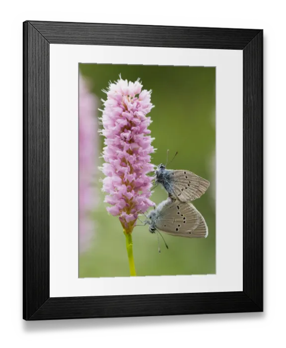 Framed Print : Iolas blue butterfly (Iolana iolas) pair mating on flowers, Aosta Valley, Gran Paradiso Framed Print : Iolas blue butterfly (Iolana iolas) pair mating on flowers, Aosta Valley, Gran Paradiso