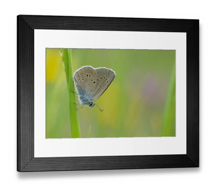 Framed Print : Mazarine blue butterfly (Cyaniris semiargus) Aosta Valley, Gran Paradiso National Park, Italy Framed Print : Mazarine blue butterfly (Cyaniris semiargus) Aosta Valley, Gran Paradiso National Park, Italy
