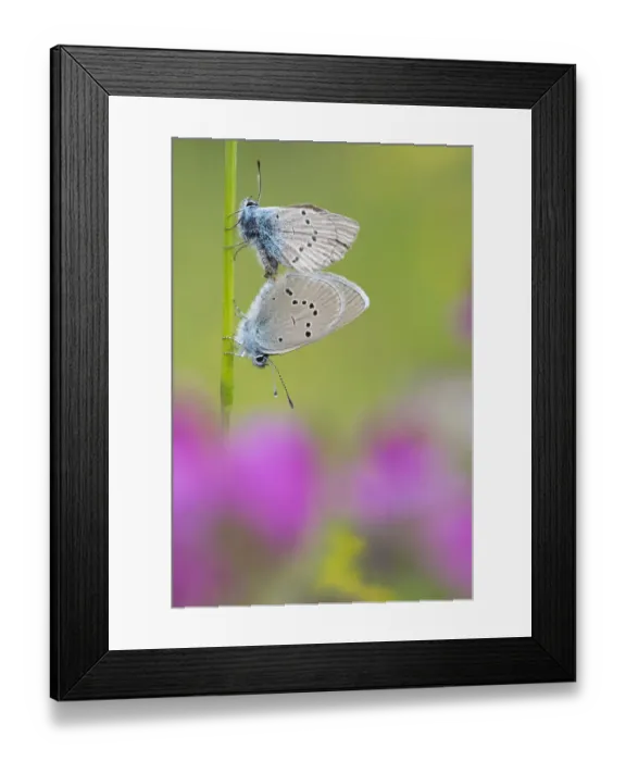Framed Print : Iolas blue butterfly (Iolana iolas) pair mating, Aosta Valley, Gran Paradiso National Park, Italy Framed Print : Iolas blue butterfly (Iolana iolas) pair mating, Aosta Valley, Gran Paradiso National Park, Italy