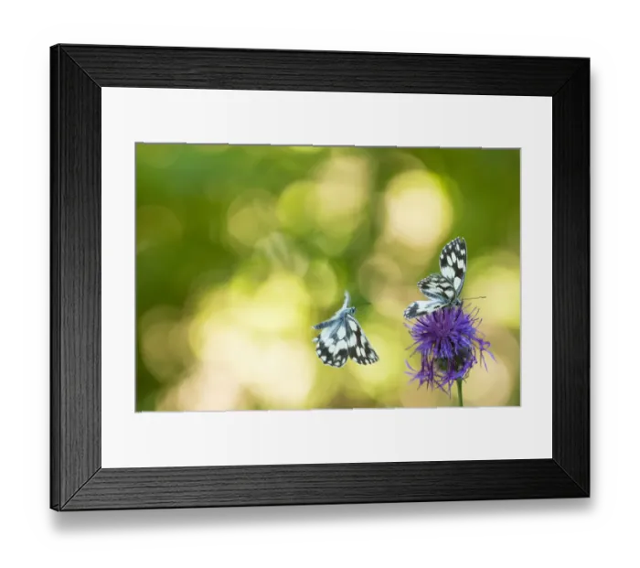 Framed Print : Marbled white butterfly (Melanargia galathea) with bokeh, Aosta Valley, Gran Paradiso National Park
