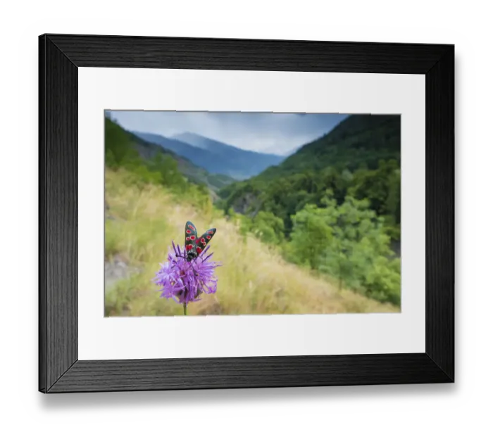 Framed Print : Burnet moth (Zygaena carniolica) on knapweed, in mountain habitat, Aosta Valley Framed Print : Burnet moth (Zygaena carniolica) on knapweed, in mountain habitat, Aosta Valley
