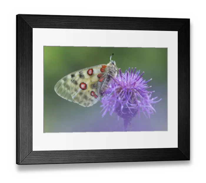 Framed Print : Apollo butterfly (Parnassius apollo) on knapweed flower, Aosta Valley, Gran Paradiso National Park Framed Print : Apollo butterfly (Parnassius apollo) on knapweed flower, Aosta Valley, Gran Paradiso National Park