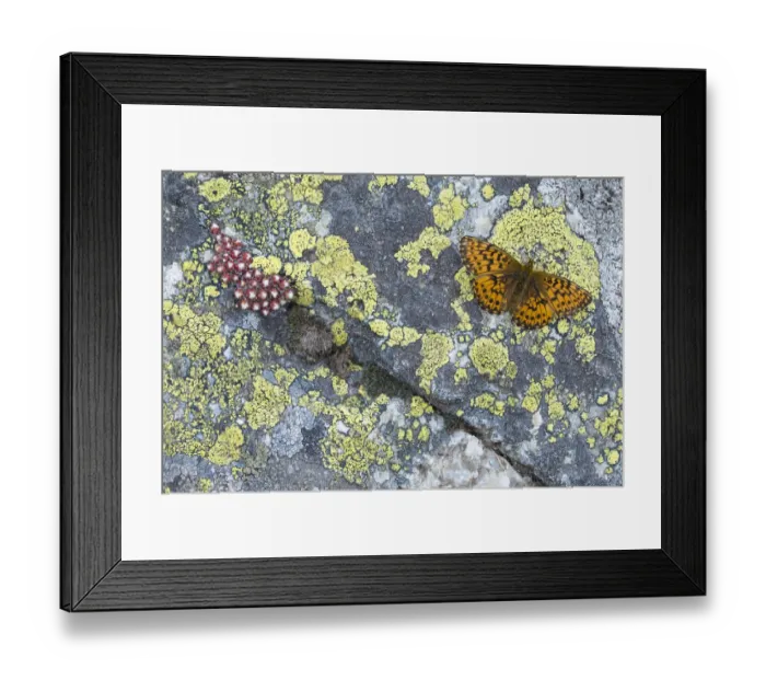 Framed Print : Titanias fritillary (Boloria titania) basking on rock with Lichens (Rhizocarpon geographicum) Framed Print : Titanias fritillary (Boloria titania) basking on rock with Lichens (Rhizocarpon geographicum)
