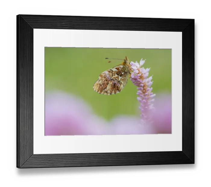 Framed Print : Titanias fritiallary butterfly (Boloria titania) on flowers, Aosta Valley Framed Print : Titanias fritiallary butterfly (Boloria titania) on flowers, Aosta Valley