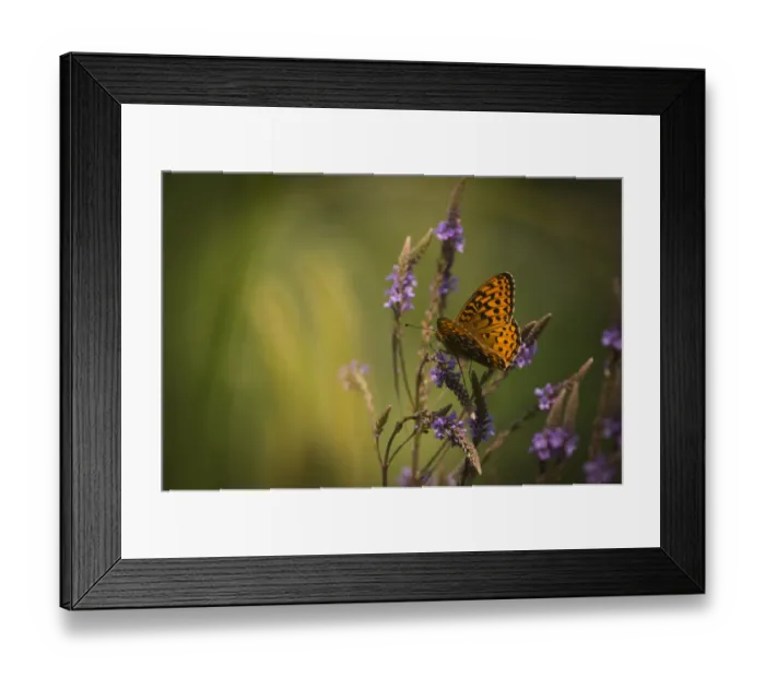 Framed Print : Atlantis frittilary (Speyeria atlantis) New Brunswick, Canada, July Framed Print : Atlantis frittilary (Speyeria atlantis) New Brunswick, Canada, July