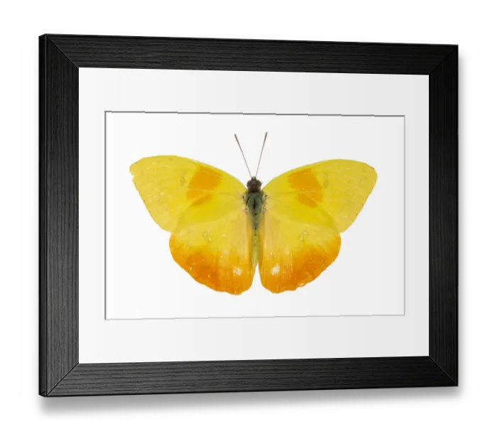 Framed Print : Orange-barred sulphur butterfly (Phoebis philea) pe. Costa Rica Framed Print : Orange-barred sulphur butterfly (Phoebis philea) pe. Costa Rica