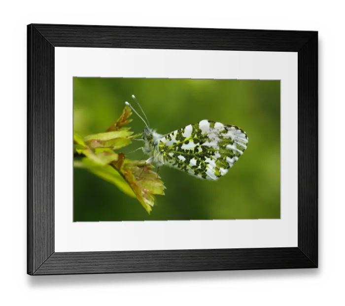 Framed Print : Orange-tip butterfly (Anthocharis cardamines) male resting on a leaf wings closed Framed Print : Orange-tip butterfly (Anthocharis cardamines) male resting on a leaf wings closed