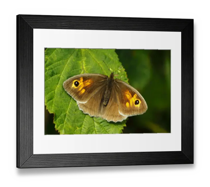 Framed Print : Meadow Brown Butterfly (Maniola jurtina) female basking, wings open, Southwest London, UK, July Framed Print : Meadow Brown Butterfly (Maniola jurtina) female basking, wings open, Southwest London, UK, July