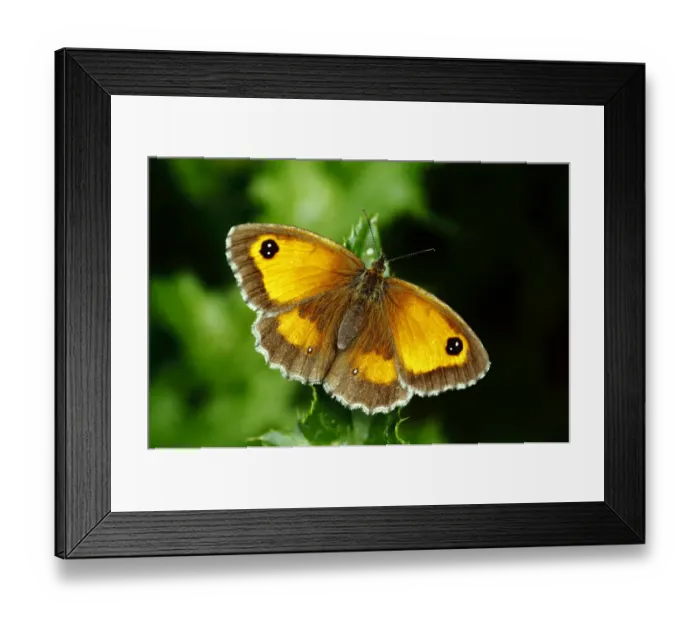 Framed Print : Hedge Brown / Gatekeeper butterfly (Pyronia tithonus) basking wings open, Southwest London Framed Print : Hedge Brown / Gatekeeper butterfly (Pyronia tithonus) basking wings open, Southwest London