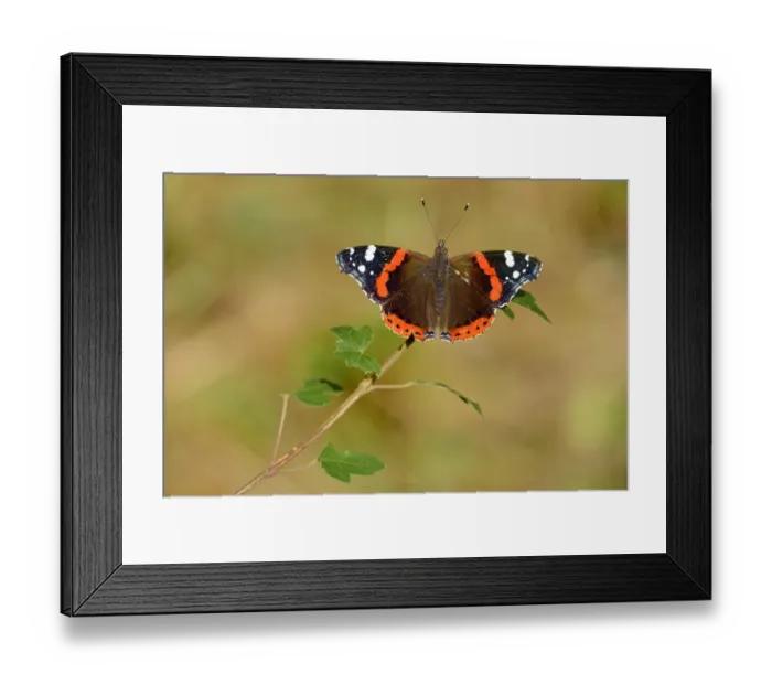 Framed Print : Red admiral butterfly (Vanessa atalanta) resting on leaf, Lorraine, France, July Framed Print : Red admiral butterfly (Vanessa atalanta) resting on leaf, Lorraine, France, July