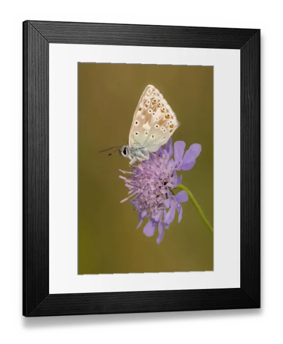 Framed Print : Male chalkhill blue butterfly (Lysandra coridon) with wings closed resting on Devils-bit scabious Framed Print : Male chalkhill blue butterfly (Lysandra coridon) with wings closed resting on Devils-bit scabious