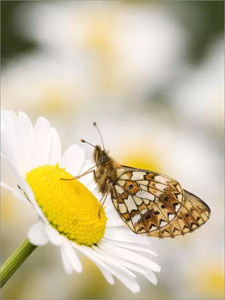 Small pearl-bordered fritillary (Boloria selene) butterfly on oxeye daisy (Leucanthemum vulgare)