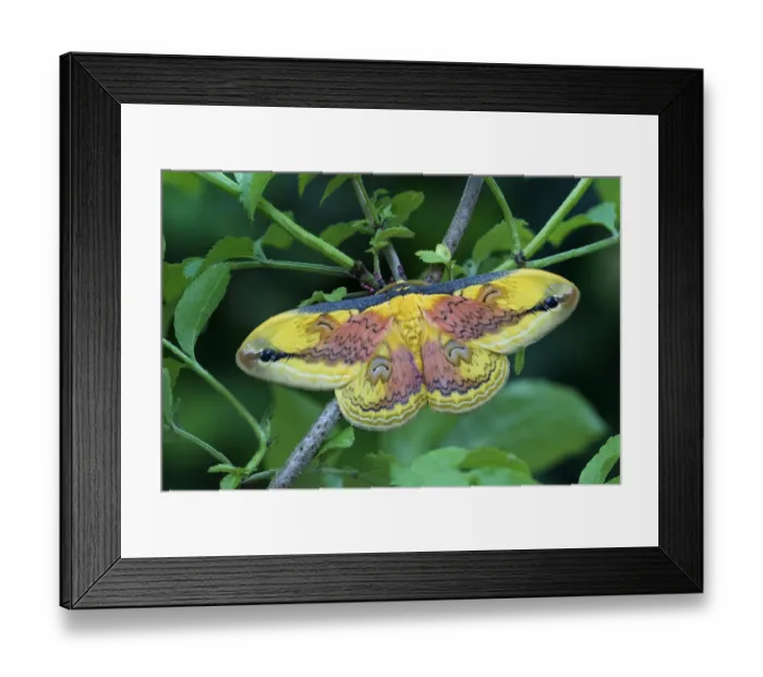 Framed Print : Moth (Loepa oberthuri) male, Sichuan, China Framed Print : Moth (Loepa oberthuri) male, Sichuan, China