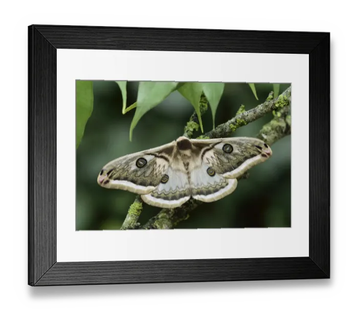 Framed Print : Silkmoth (Saturnia pyretorum) male, Miaoli, Taiwan Framed Print : Silkmoth (Saturnia pyretorum) male, Miaoli, Taiwan
