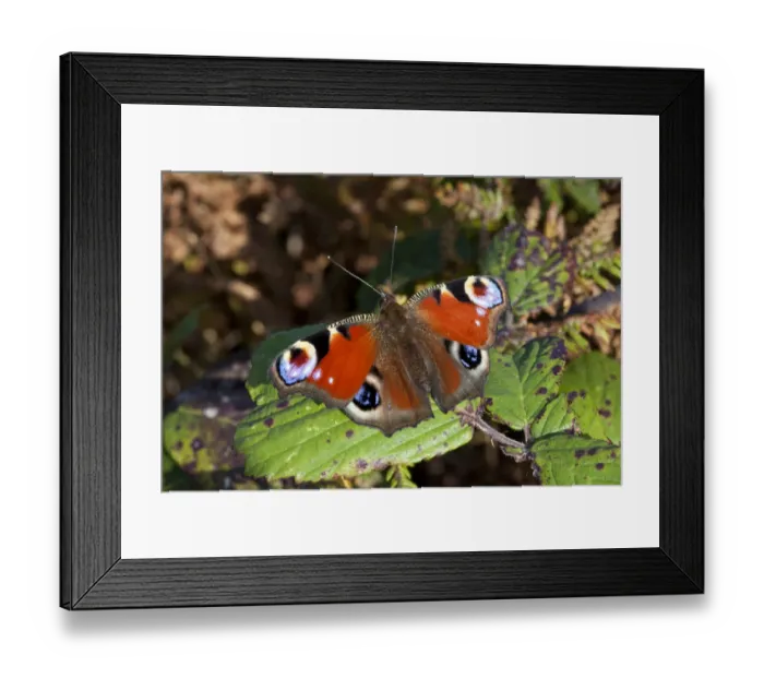 Framed Print : Peacock butterfly (Inachis io), Sark, Channel Islands, Sept 2011 Framed Print : Peacock butterfly (Inachis io), Sark, Channel Islands, Sept 2011