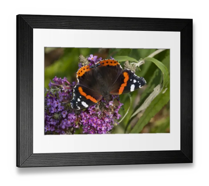 Framed Print : Red admiral butterfly (Vanessa atalanta) feeding on ivy, Sark, British Channel Islands, August Framed Print : Red admiral butterfly (Vanessa atalanta) feeding on ivy, Sark, British Channel Islands, August
