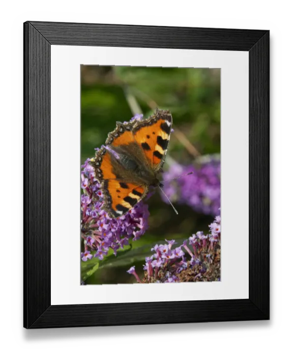 Framed Print : Small tortoiseshell butterfly (Aglais urticae) on buddleia, Sark, British Channel Islands, August Framed Print : Small tortoiseshell butterfly (Aglais urticae) on buddleia, Sark, British Channel Islands, August