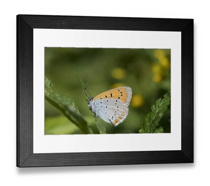 Framed Print : Large copper butterfly (Lycaena dispar), female, Finland, July Framed Print : Large copper butterfly (Lycaena dispar), female, Finland, July