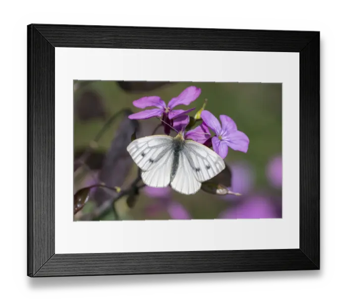Framed Print : Green-veined white butterfly (Pieris napi) female, Wiltshire, England, UK, May Framed Print : Green-veined white butterfly (Pieris napi) female, Wiltshire, England, UK, May
