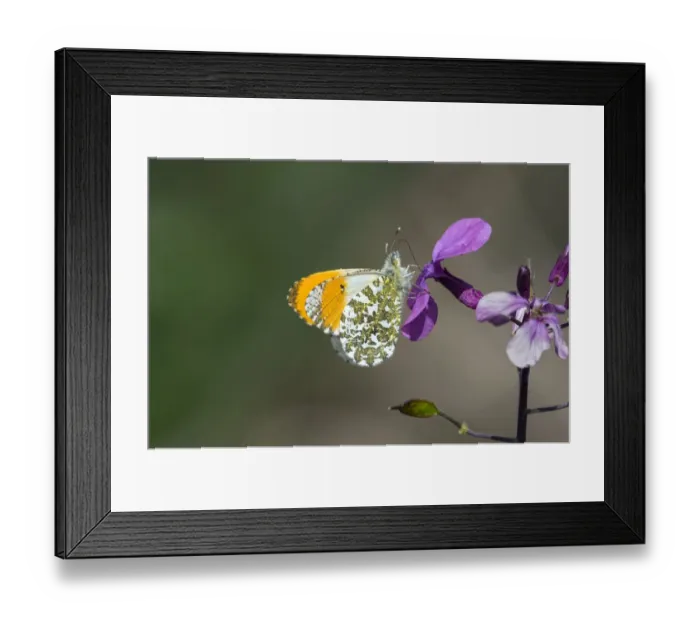 Framed Print : Orange tip butterfly (Anthocharis cardamines) male, visiting Herb Robert flower Framed Print : Orange tip butterfly (Anthocharis cardamines) male, visiting Herb Robert flower