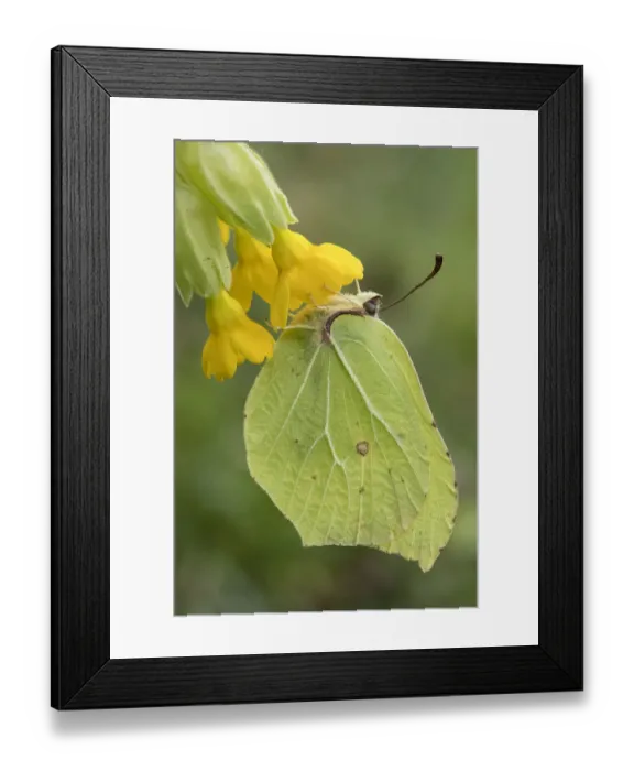 Framed Print : Brimstone butterfly (Goneopteryx rhamni) male roosting on Cowslip (Primula veris) Bedfordshire Framed Print : Brimstone butterfly (Goneopteryx rhamni) male roosting on Cowslip (Primula veris) Bedfordshire