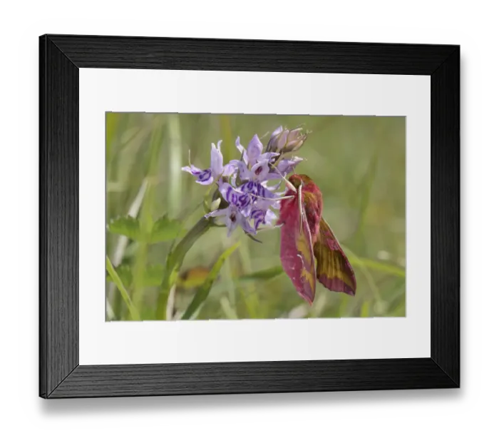 Framed Print : Small elephant hawk-moth (Deilephila porcellus) on Common spotted orchid (Dactylorhiza Framed Print : Small elephant hawk-moth (Deilephila porcellus) on Common spotted orchid (Dactylorhiza